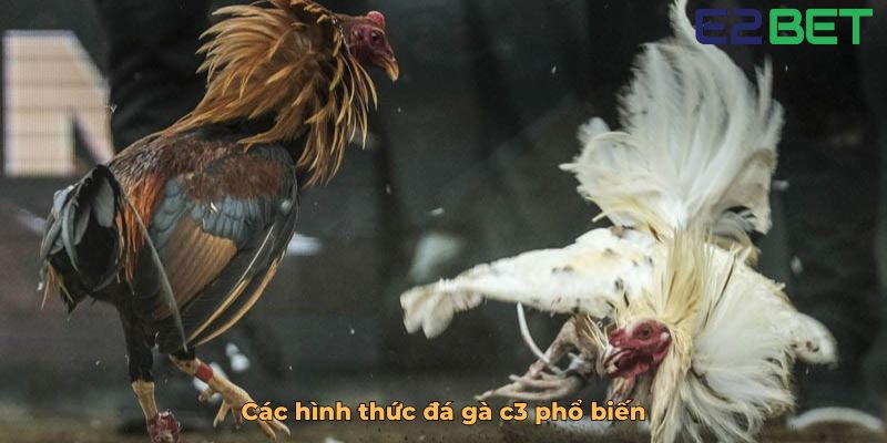 Các hình thức đá gà c3 phổ biến