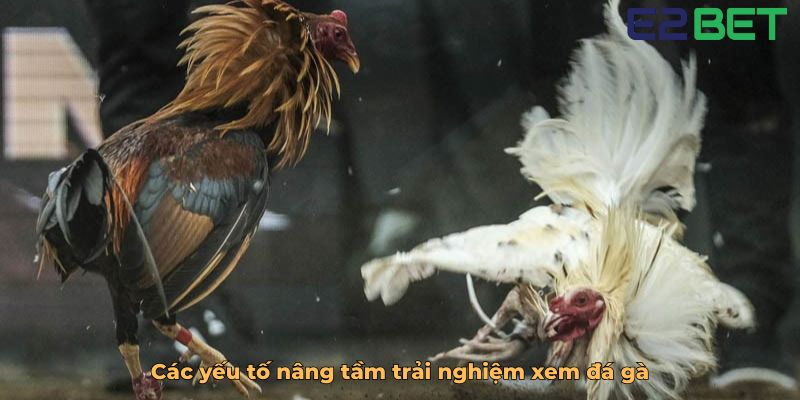 Các yếu tố nâng tầm trải nghiệm xem đá gà