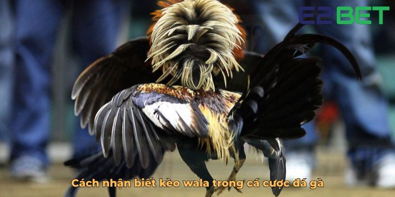 Cách nhận biết kèo wala trong cá cược đá gà