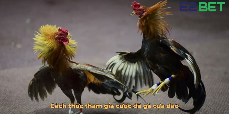 Cách thức tham gia cược đá gà cựa dao