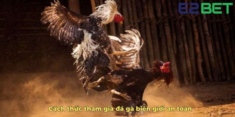 Cách thức tham gia đá gà biên giới an toàn
