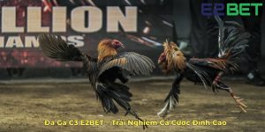 Đá Gà C3 E2BET – Trải Nghiệm Cá Cược Đỉnh Cao