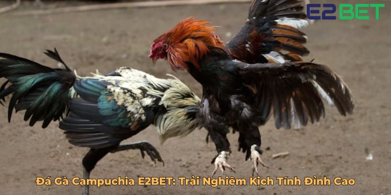 Đá Gà Campuchia E2BET Trải Nghiệm Kịch Tính Đỉnh Cao