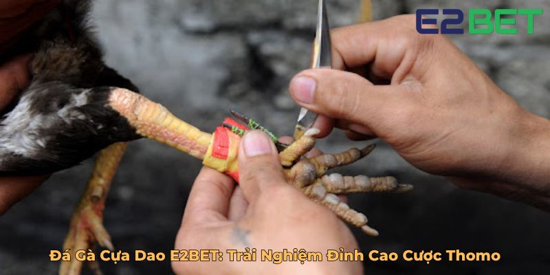 Đá Gà Cựa Dao E2BET Trải Nghiệm Đỉnh Cao Cược Thomo