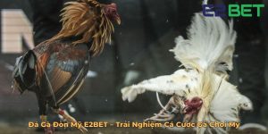Đá Gà Đòn Mỹ E2BET – Trải Nghiệm Cá Cược Gà Chọi Mỹ