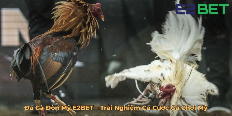 Đá Gà Đòn Mỹ E2BET – Trải Nghiệm Cá Cược Gà Chọi Mỹ
