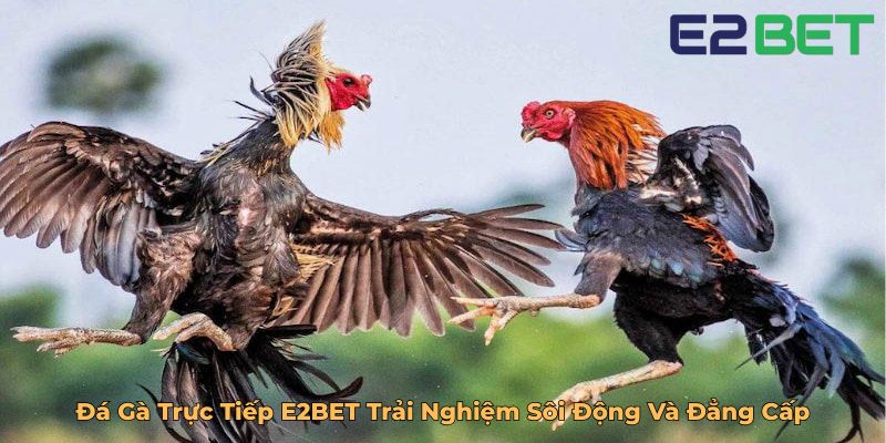 Đá Gà Trực Tiếp E2BET Trải Nghiệm Sôi Động Và Đẳng Cấp