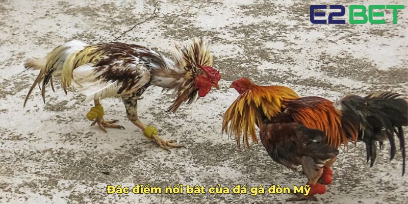 Đặc điểm nổi bật của đá gà đòn Mỹ