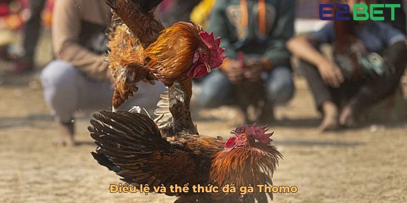 Điều lệ và thể thức đá gà Thomo