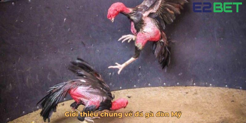 Giới thiệu chung về đá gà đòn Mỹ