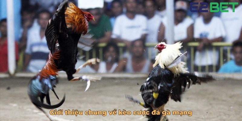 Giới thiệu chung về kèo cược đá gà mạng