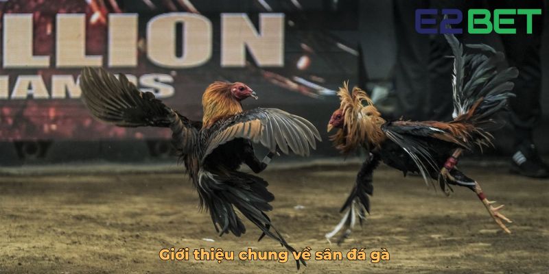 Giới thiệu chung về sân đá gà