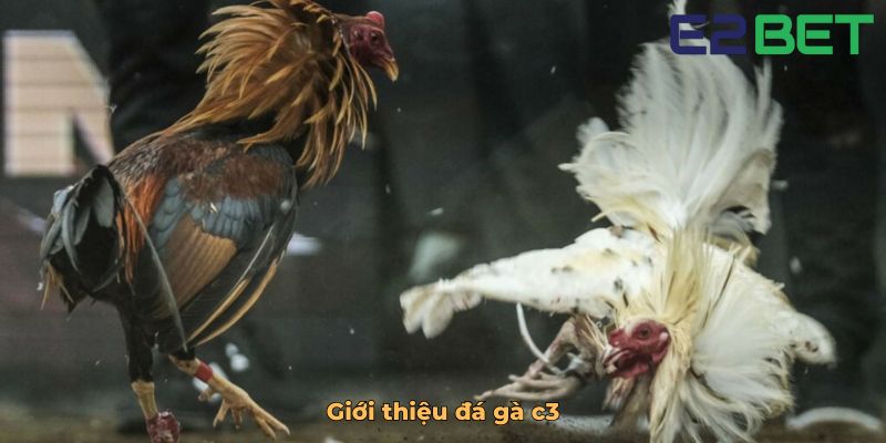Giới thiệu đá gà c3