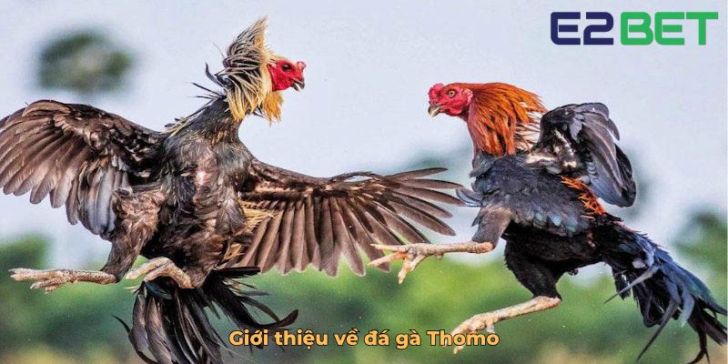Giới thiệu về đá gà Thomo