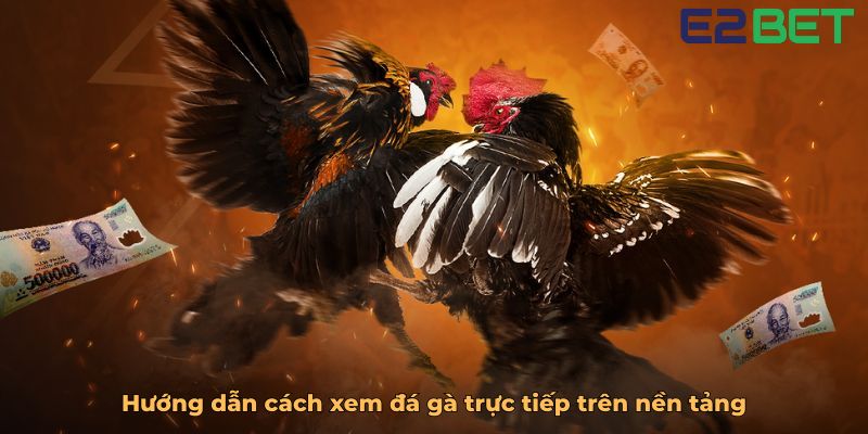 Hướng dẫn cách xem đá gà trực tiếp trên nền tảng