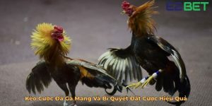 Kèo Cược Đá Gà Mạng Và Bí Quyết Đặt Cược Hiệu Quả