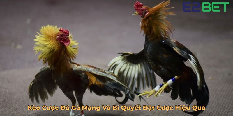Kèo Cược Đá Gà Mạng Và Bí Quyết Đặt Cược Hiệu Quả