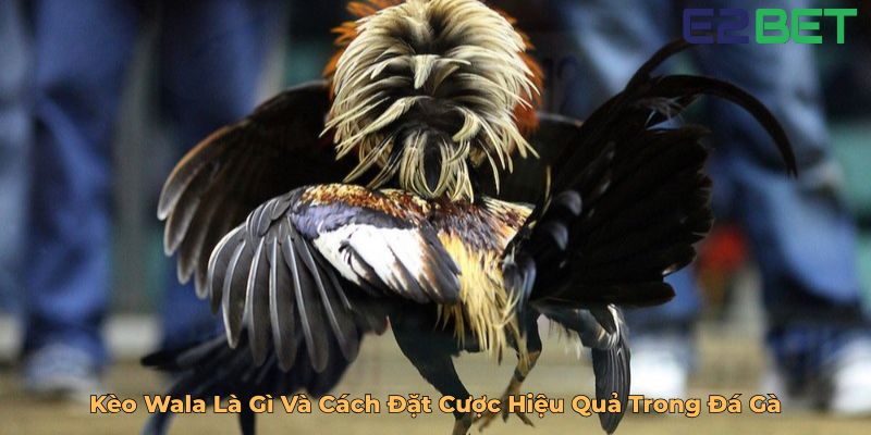Kèo Wala Là Gì Và Cách Đặt Cược Hiệu Quả Trong Đá Gà