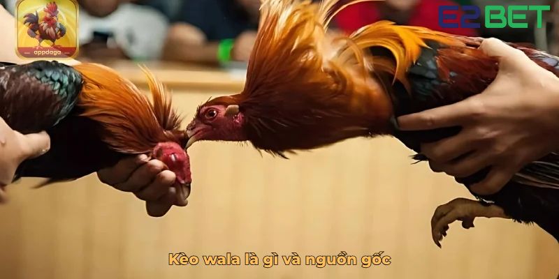 Kèo wala là gì và nguồn gốc