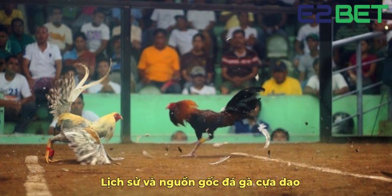 Lịch sử và nguồn gốc đá gà cựa dao
