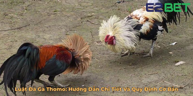 Luật Đá Gà Thomo Hướng Dẫn Chi Tiết Và Quy Định Cơ Bản