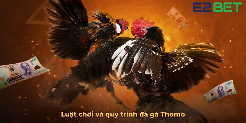 Luật chơi và quy trình đá gà Thomo