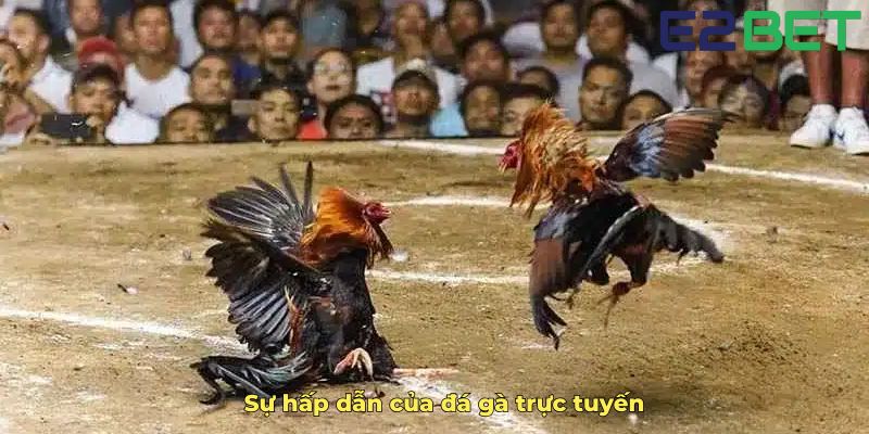 Sự hấp dẫn của đá gà trực tuyến