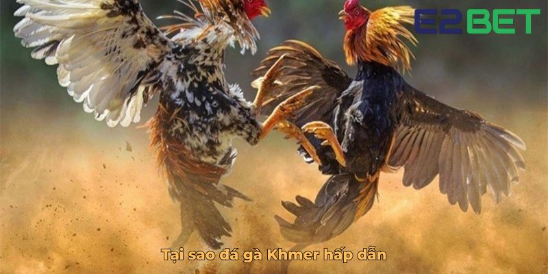 Tại sao đá gà Khmer hấp dẫn