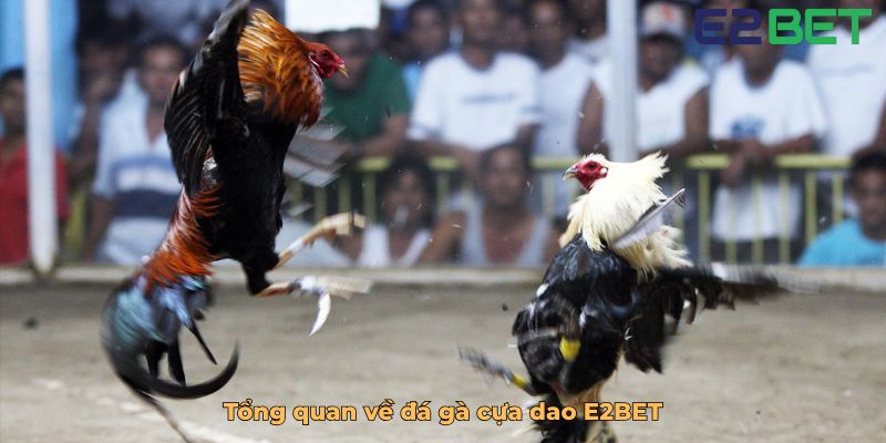 Tổng quan về đá gà cựa dao E2BET