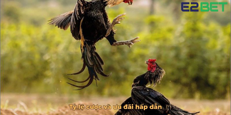 Tỷ lệ cược và ưu đãi hấp dẫn