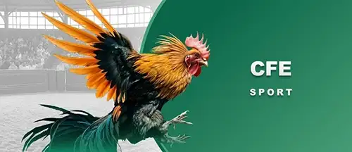 E2bet 3 E2BET Đá gà trực tuyến CFE Sport - Cược gà uy tín